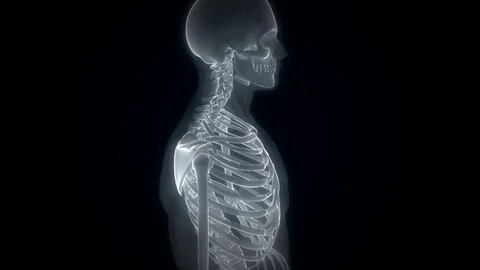 Complete skeletal sytem radiography 스톡 동영상 71818418