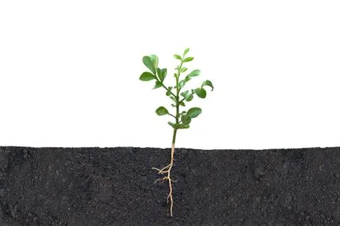 A complete view small green tree and its roots sprouting and growing Stock Photos