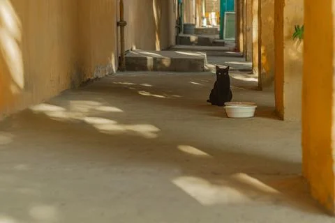 A completely black cat sits next to empty bowls, staring at the camera. Bad o Stock Photos