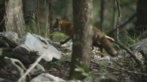 A Completely Black Image:  Absence of Visual Data Stock Footage 296857961