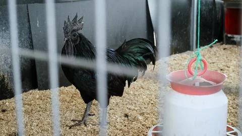 Completely black rooster flaps its wings in a chicken coop. A henhouse farm Stock Photos