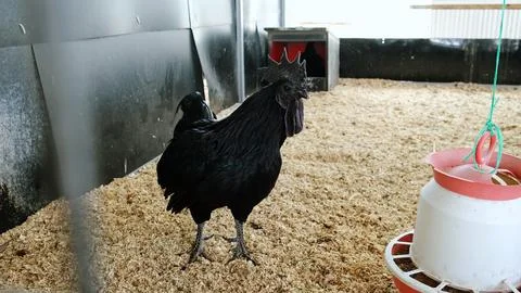 Completely black rooster flaps its wings in a chicken coop. A henhouse farm Stock Photos
