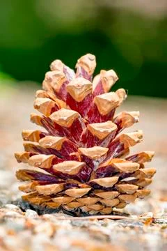 Completely bloomed pine cone fallen on the ground against a green background Stock Photos