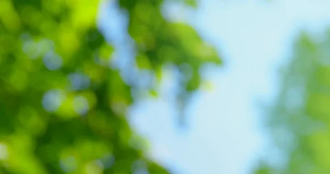Completely defocused shot of beautiful trees on a beautiful spring day Vidéo 104830564