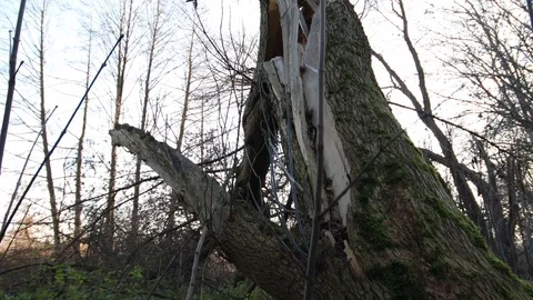 Completely destroyed an fragmented tree in the forest Video stock 121468298