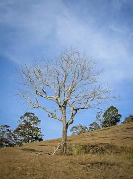Completely dry, big tree on hill with a clear nice blue sky background. Stock Photos