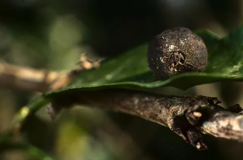 Completely dry coffee bean on a leaf, because of the hypothenemus hampei Foto stock