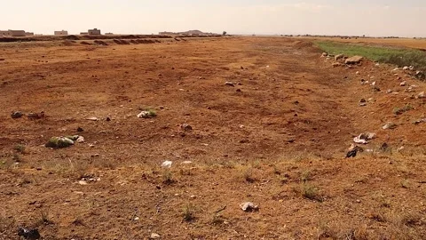 Completely erased pine forest after war leaves barren land and lost greenery Stock Footage 312735564