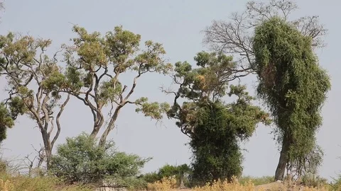 Completely overgrown tree in Okavango Botswana Stock Footage 113963951
