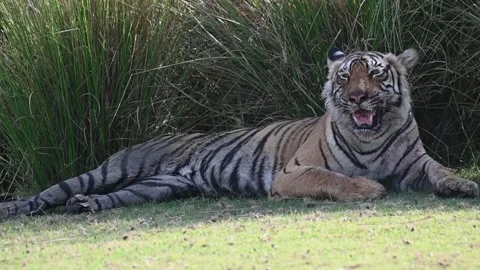 A completely tired tiger rests in shade in Ranthambore national park Stockbeeldmateriaal 334554285