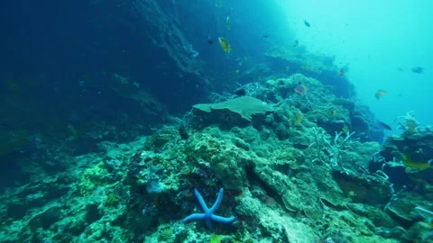 Complex and beautiful underwater world of Philippines Stock Footage 305959710