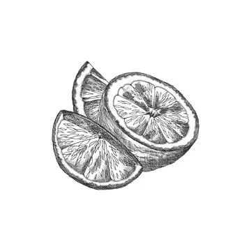 Complex black and white vector set of lemon slices of different sizes. Stock Illustration