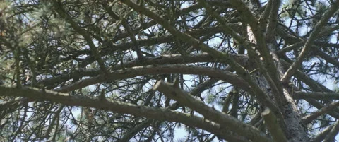 Complex branch rows of black pine 5.7K scope video Stock Footage 315383280