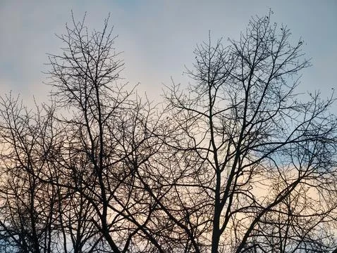 Complex branching pattern. Detailed branch structures form artistic natural.. 스톡 사진