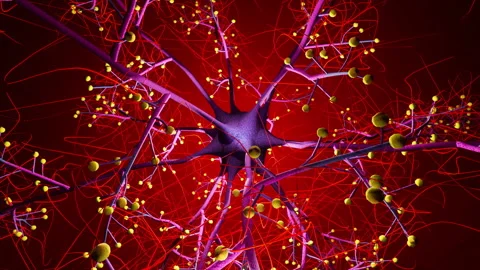 The complex interconnected network of neurons that make up the human brain. Stock Footage 247440536