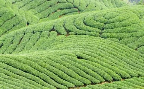 Complex landform and tea trees Stock Photos
