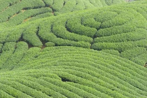 Complex landform and tea trees Stockfoto's