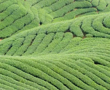 Complex landform and tea trees Stockfoto's