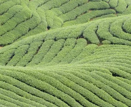 Complex landform full of tea trees Stock Photos
