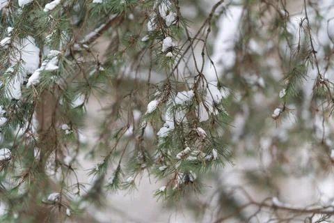 Complex needle details. Layered branches with snow accents and detailed nee.. Stock Photos