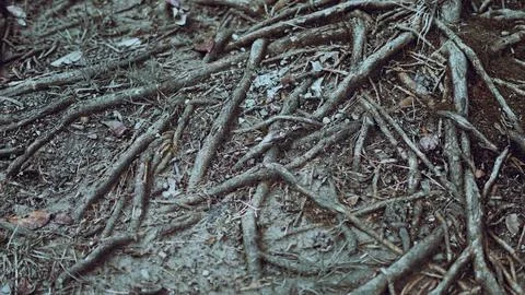 A complex network of exposed tree roots intertwined on the ground Stock Photos