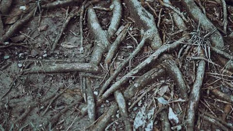 A complex network of exposed tree roots intertwined on the ground Stock Photos