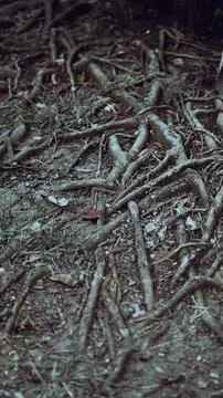 A complex network of exposed tree roots intertwined on the ground Stock Photos