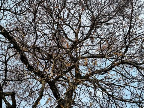 Complex network of intricate bare tree branches with a few dried leaves Stock Photos