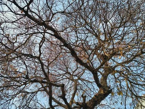 Complex network of tree branches with dried leaves against a bright blue sky Stock Photos