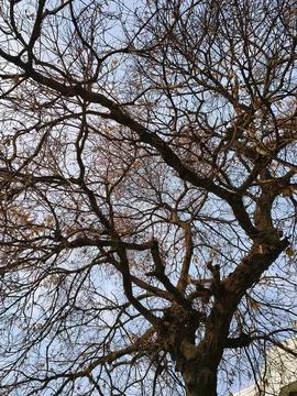 Complex network of tree branches with dried leaves against a bright blue sky. Stock Photos