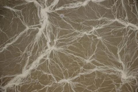 Complex network of white mold threads on gray background. texture close-up Stock Photos