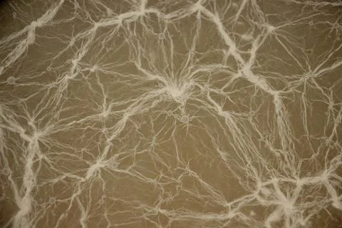Complex network of white mold threads on gray background. texture close-up Stock Photos