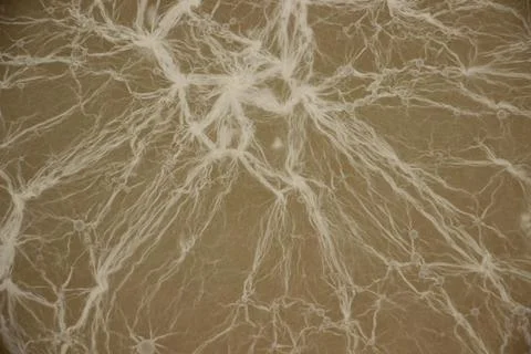 Complex network of white mold threads on gray background. texture close-up Stock Photos