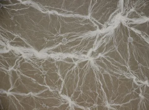 Complex network of white mold threads on gray background. texture close-up Stock Photos