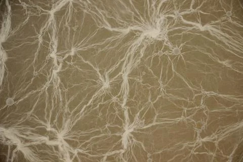 Complex network of white mold threads on gray background. texture close-up Stock Photos