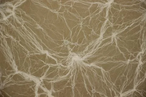 Complex network of white mold threads on gray background. texture close-up Foto stock