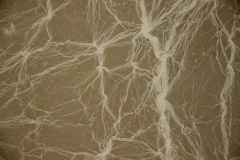 Complex network of white mold threads on gray background. texture close-up Stock Photos