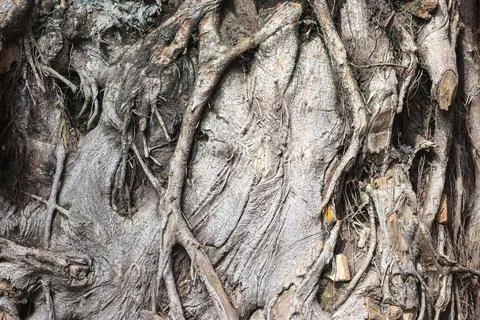 The complex structure of ancient roots background and texture. Foto stock