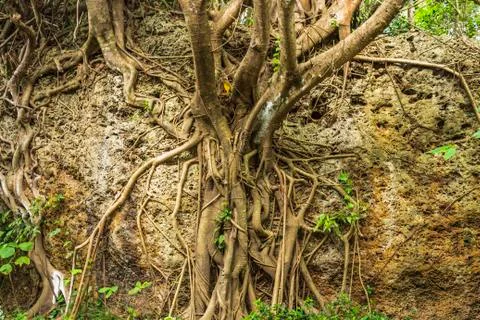 Complex structure of the roots and extensive branching of the Banyan tree at  Stock Photos
