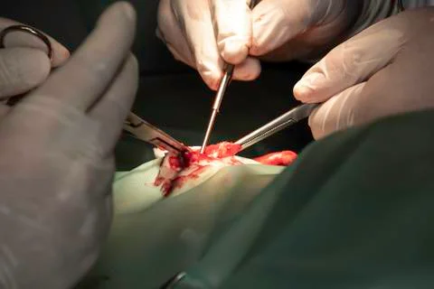 Complex surgery performed by veterinary surgeon Stock Photos