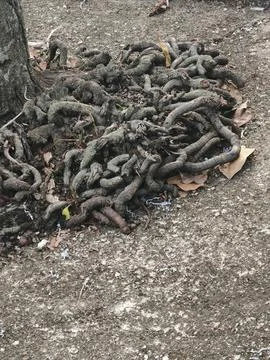 Complex Tangled Tree Roots Growing Over Asphalt Pavement Stock Photos
