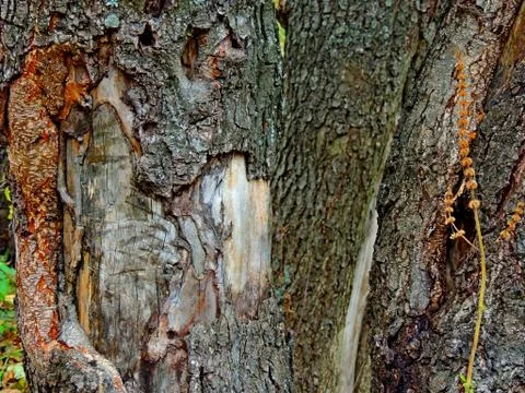 Complex texture of the bark Stock Photos