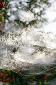 Complex tiered web on a bush with red berries Stock Photos