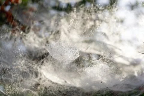Complex tiered web on a bush with red berries Stock Photos