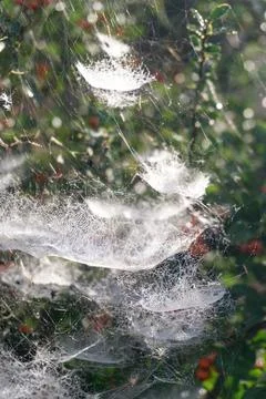 Complex tiered web on a bush with red berries Stock Photos