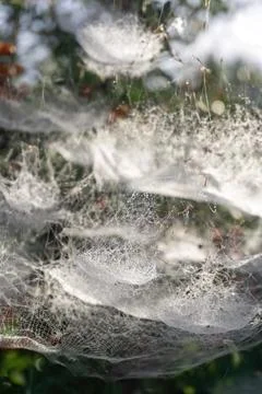 Complex tiered web on a bush with red berries Stock Photos