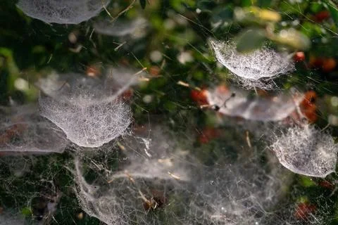 Complex tiered web on a bush with red berries Stock Photos