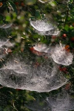 Complex tiered web on a bush with red berries Foto stock