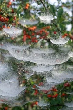 Complex tiered web on a bush with red berries Stock Photos