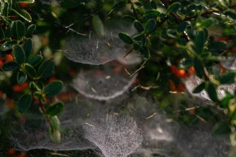 Complex tiered web on a bush with red berries Stock Photos
